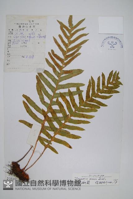 中華槲蕨藏品圖，第1張