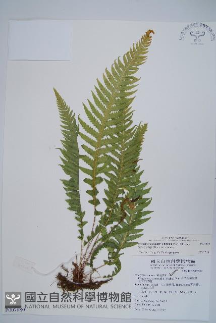 翅軸假金星蕨、短柄卵果蕨藏品圖，第1張