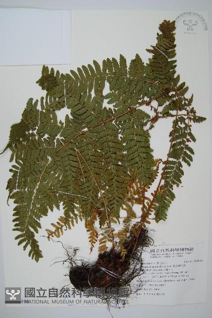 臺灣鱗毛蕨藏品圖，第1張