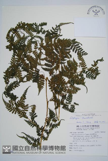 川上氏雙蓋蕨藏品圖，第1張