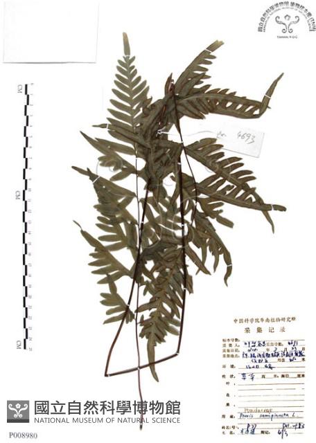 半邊羽裂鳳尾蕨藏品圖，第1張