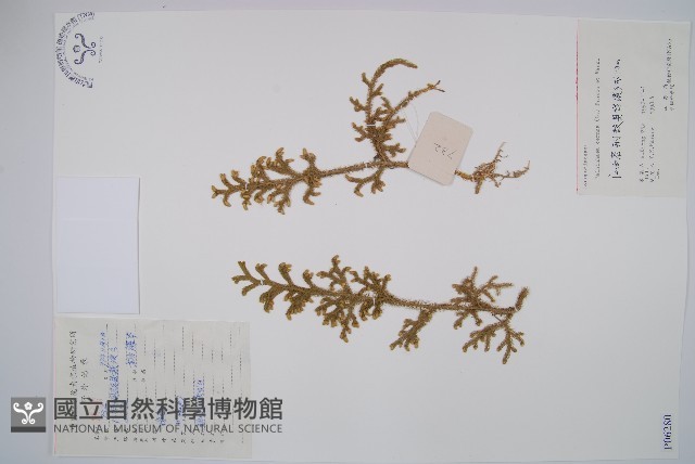 燈龍草藏品圖，第1張