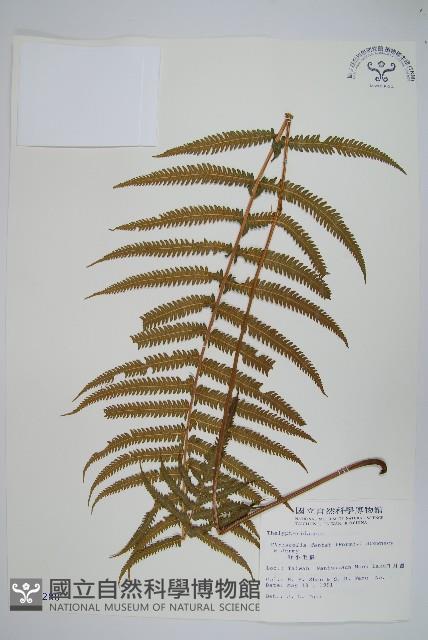 野小毛蕨藏品圖，第1張