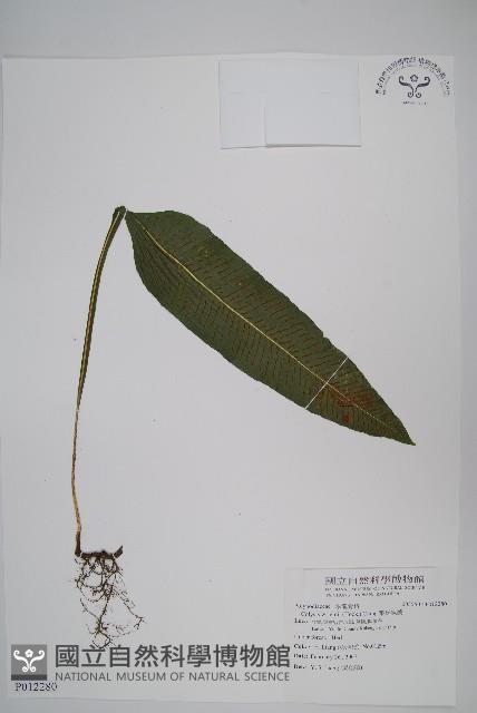 萊氏線蕨藏品圖，第1張