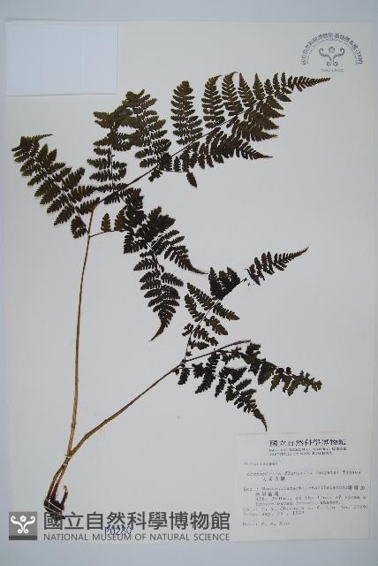 大葉貞蕨藏品圖，第1張