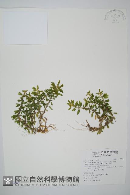 長柄千層塔藏品圖，第1張