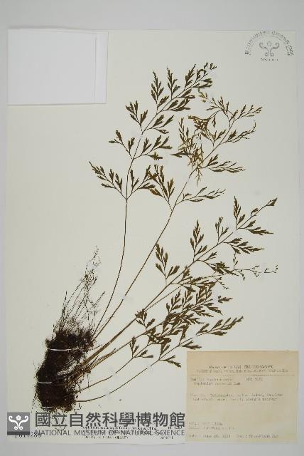 大黑柄鐵角蕨、黃鱗鐵角蕨、大羽鐵角蕨藏品圖，第1張