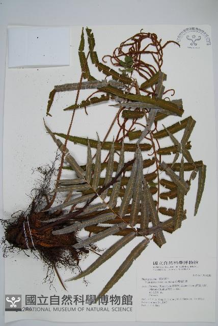 台灣瘤足蕨藏品圖，第1張