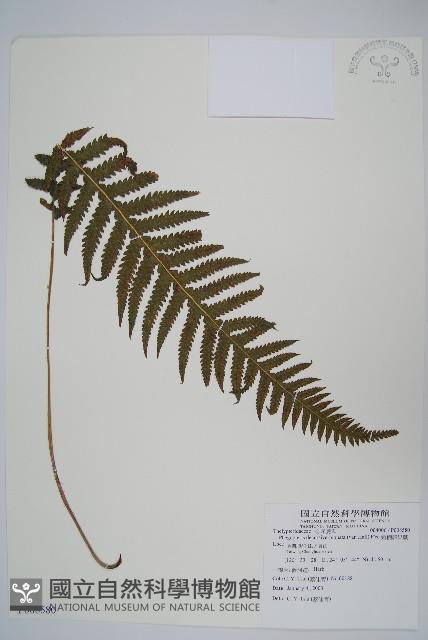翅軸假金星蕨、短柄卵果蕨藏品圖，第1張