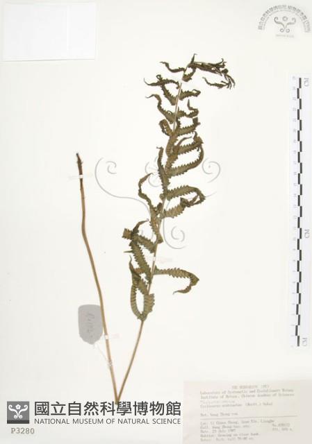 毛蕨藏品圖，第1張