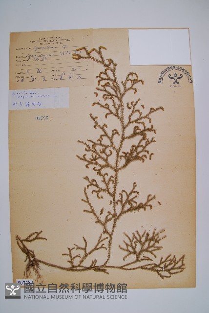 過山龍藏品圖，第1張