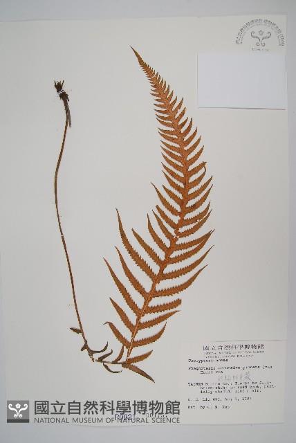 翅軸假金星蕨、短柄卵果蕨藏品圖，第1張