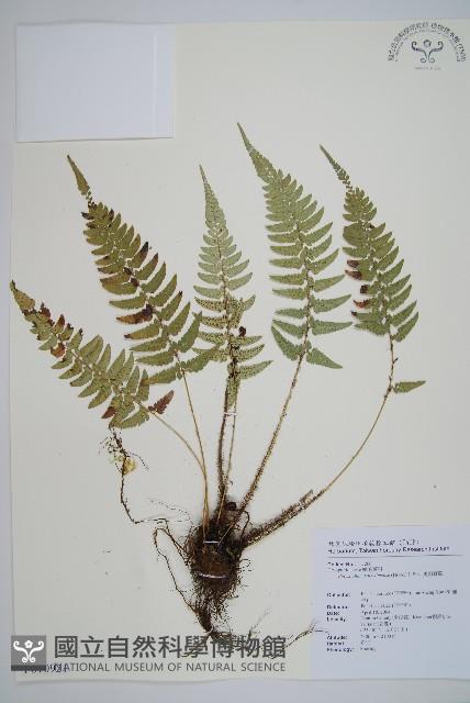 馬祖耳蕨藏品圖，第1張