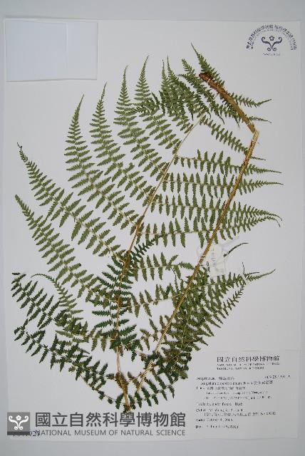 對生蹄蓋蕨藏品圖，第1張