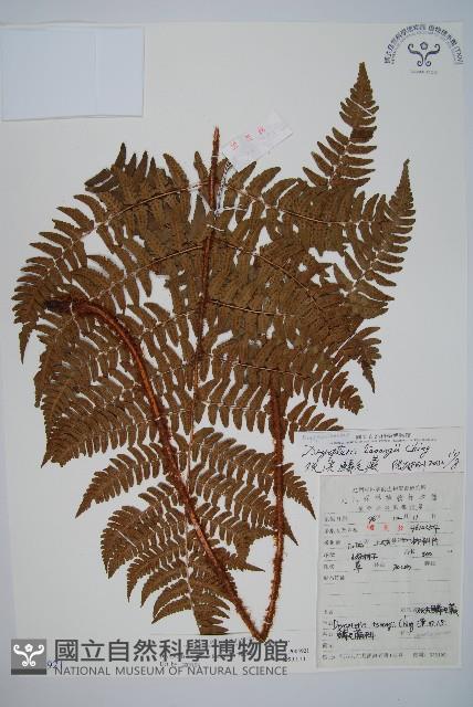 觀光鱗毛蕨藏品圖，第1張