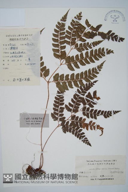 斜方複葉耳蕨藏品圖，第1張