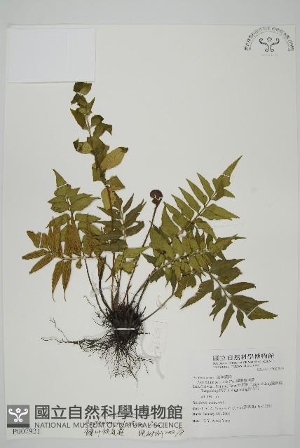 鐮葉鐵角蕨藏品圖，第1張