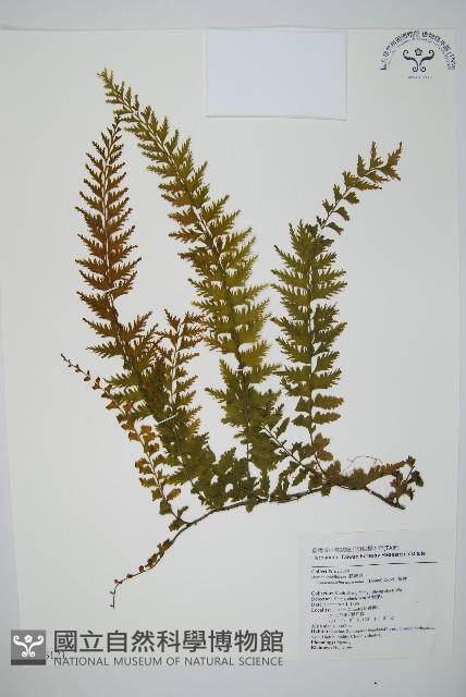 瓶蕨藏品圖，第1張