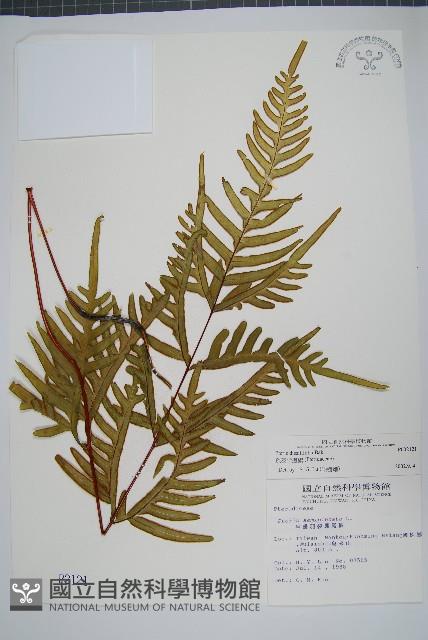 疏羽半邊旗藏品圖，第1張