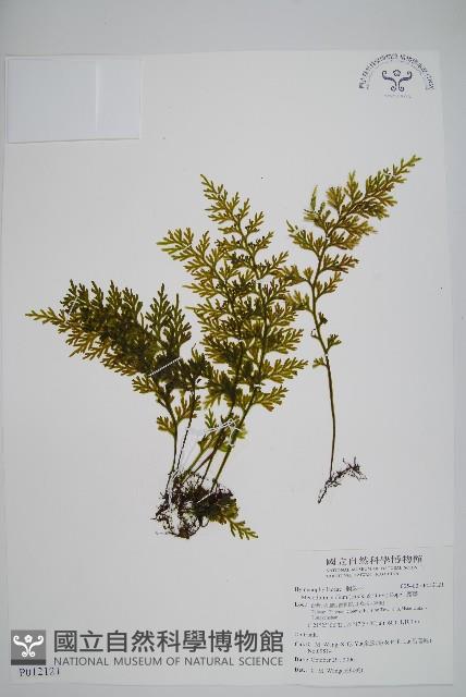 蕗蕨藏品圖，第1張