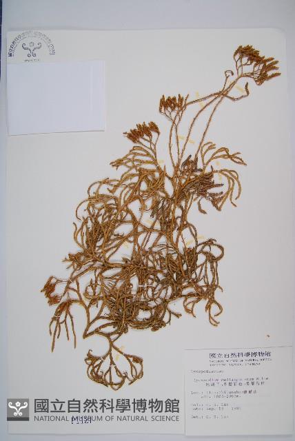 地刷子、多穗石松藏品圖，第1張