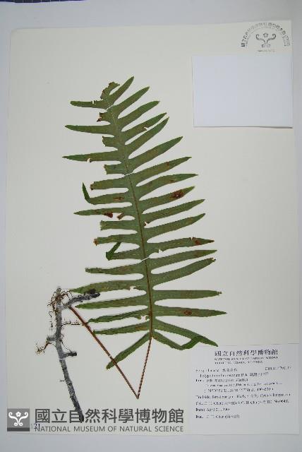 臺灣水龍骨藏品圖，第1張