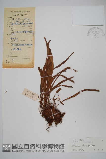 書帶蕨藏品圖，第1張