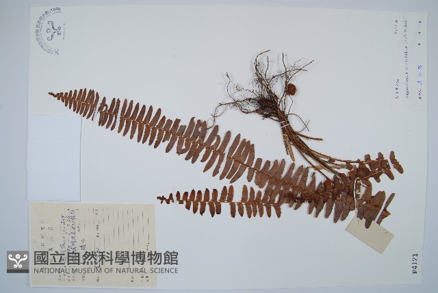 腎蕨藏品圖，第1張
