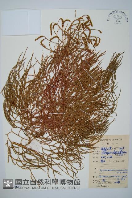 藤石松藏品圖，第1張