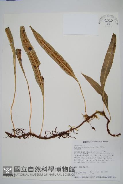 波氏星蕨藏品圖，第1張