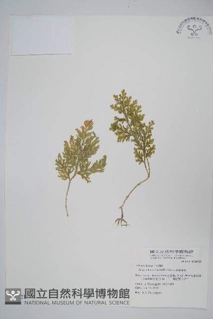 異葉卷柏藏品圖，第1張