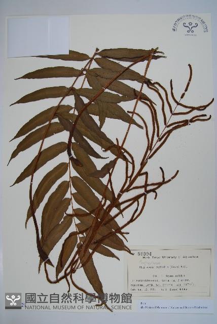 華中瘤足蕨藏品圖，第1張