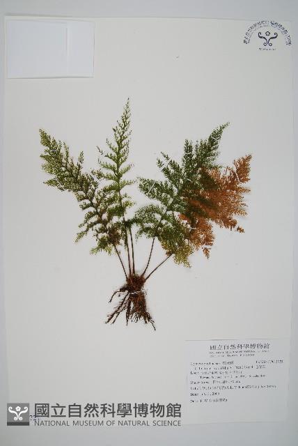 毛桿蕨藏品圖，第1張