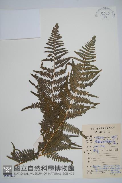 蕨藏品圖，第1張
