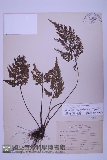 尖葉鐵角蕨藏品圖，第1張