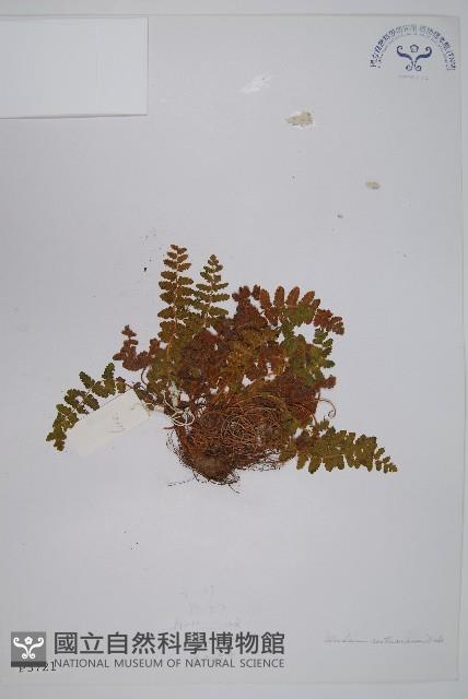 密毛岩蕨藏品圖，第1張