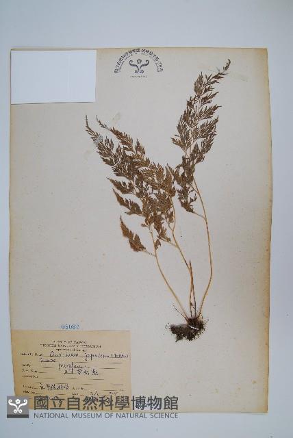 日本金粉蕨藏品圖，第1張