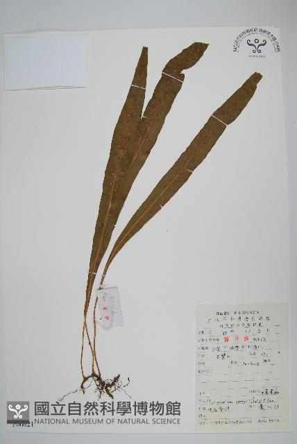 大星蕨藏品圖，第1張