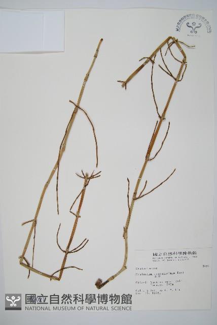 木賊藏品圖，第1張