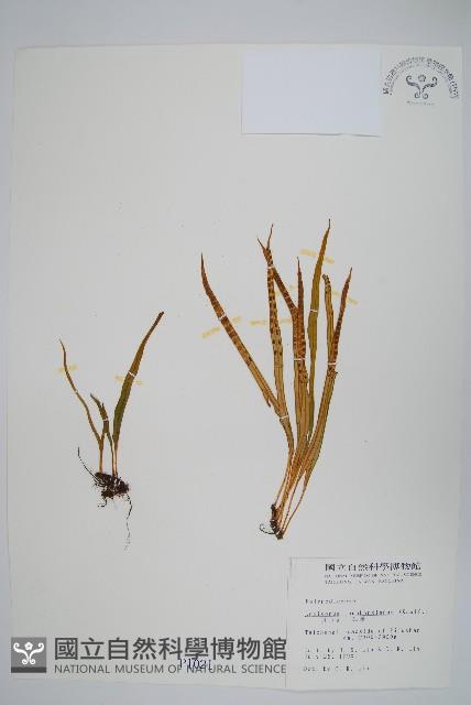 瓦葦藏品圖，第1張