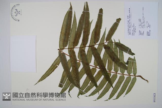 登錄號:P011021藏品圖，第1張