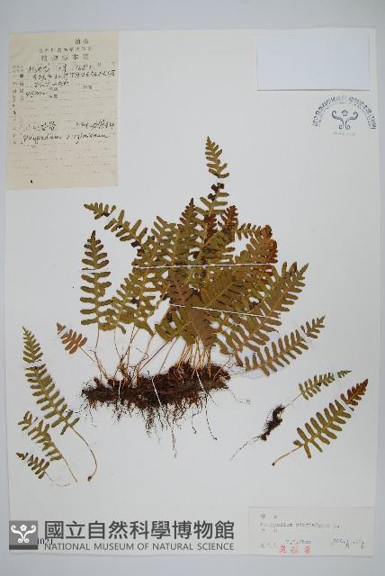 Accession Number:P004021 Collection Image, Figure 1, Total 2 Figures