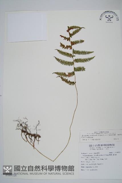 柔葉金星蕨藏品圖，第1張