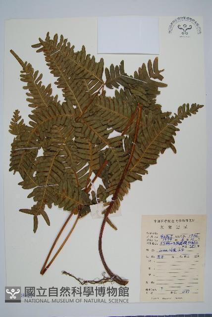 傅氏鳳尾蕨藏品圖，第1張