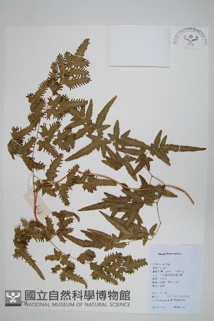 海金沙藏品圖，第1張