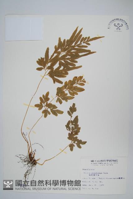 箭葉鳳尾蕨藏品圖，第1張