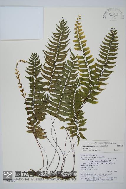 單邊鐵角蕨藏品圖，第1張