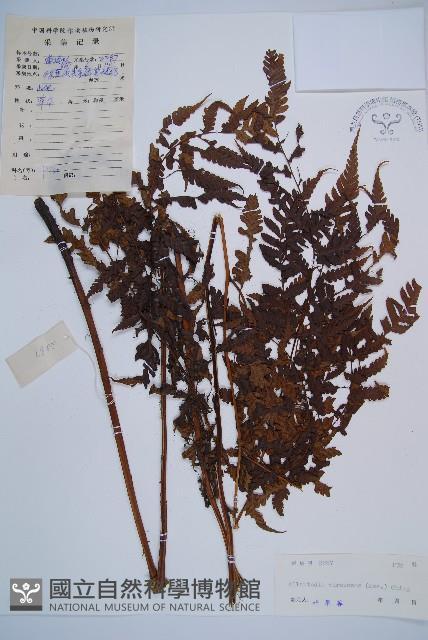 淡綠短腸蕨藏品圖，第1張