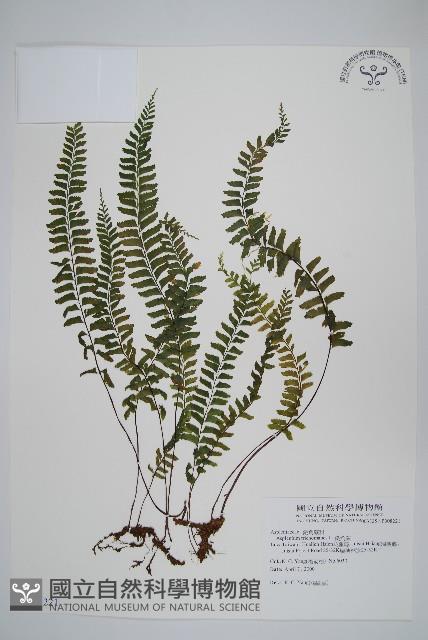 複齒鐵角蕨藏品圖，第1張