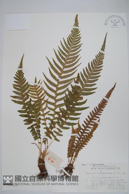 翅軸假金星蕨、短柄卵果蕨藏品圖，第1張